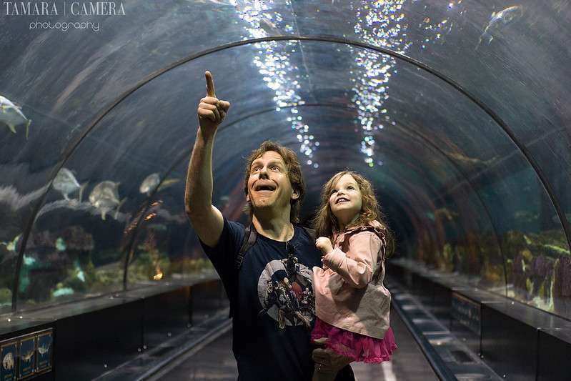sea world shark tunnel